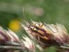 317903 – Photo : Catherine Reymonet-Smitten – France (19)